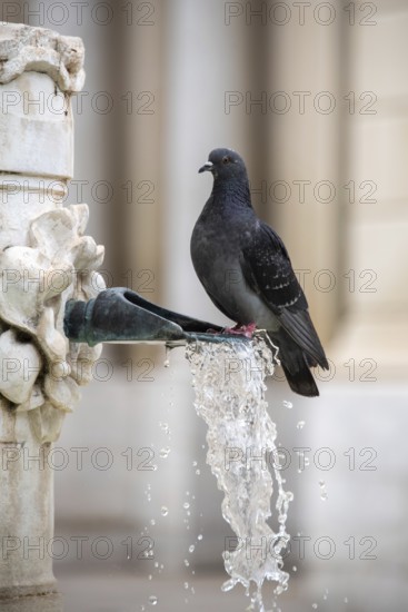A pigeon sits on a water dispenser in the historic centre of Aix-en-Provence, Provence-Alpes-Côte