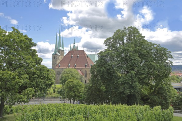 View from Petersberg to gothic UNESCO Severi church with grapevines, St. Severi, landmark, Erfurt,