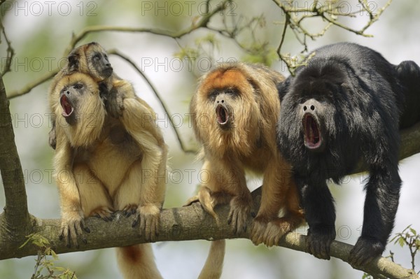 Black howler (Alouatta caraya), male and female calling with young, captive, occurring in South
