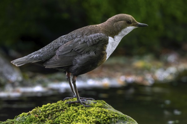 White-throated dipper, Central European dipper (Cinclus cinclus aquaticus) resting on rock covered