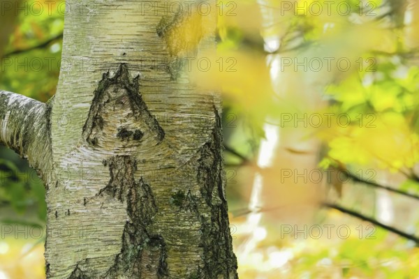 Close-up of a birch trunk, mushroom-like bark structure, with yellow-green blur in the background,