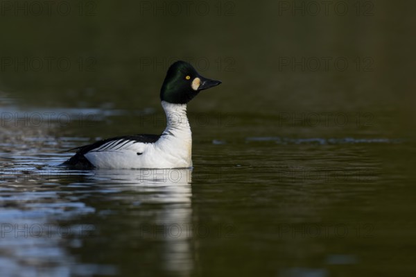 Common goldeneye (Bucephala clangula), Sweden, Europe