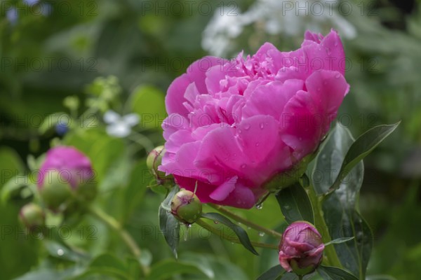 Peonies (Paeonia) with raindrops, Alsace, France, Europe