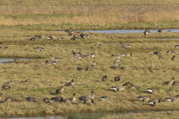 Pink-footed goose (Anser brachyrhynchus) adult geese birds on grassland in winter, Norfolk England,
