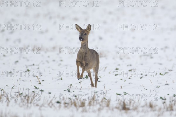 Roe deer (Capreolus capreolus) adult female doe running on a snow covered farmland field in the