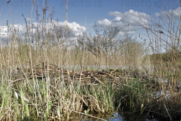 Collapsed castle of a beaver (Castor fibre), Flusslandschaft Peenetal nature park Park,