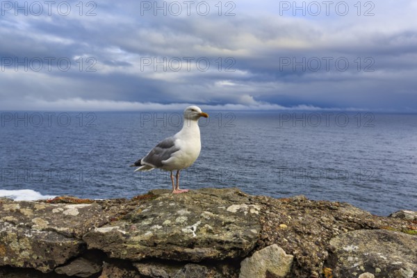 Seagull on a rock, Slea Head Drive, Dingle Peninsula, Kerry, Wild Atlantic Way, Atlantic Ocean,