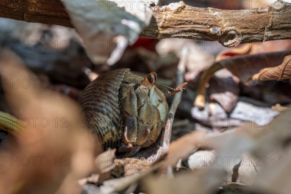 Pacific hermit crab (Coenobita compressus) on the forest floor, Manuel Antonio National Park,