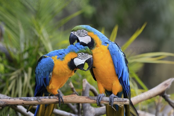 Yellow-breasted Macaw (Ara ararauna), adult, perch, pair, social behaviour, plumage care, South