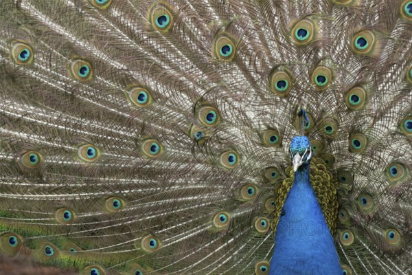 Indian peafowl or Peacock (Pavo cristatus) adult male bird displaying showing its tail feathers,