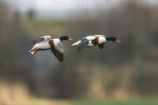 Common Shelduck, Tadorna tadorna, bird in flight over winter marshes