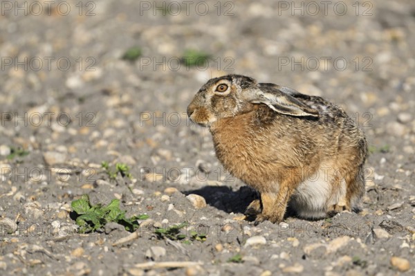 European hare (Lepus europaeus), in the Sasse, Lake Neusiedl National Park, Seewinkel, Burgenland,
