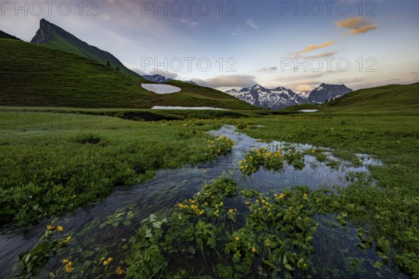 Summit in the morning light with dramatic clouds and marsh marigolds (Caltha) with stream in the