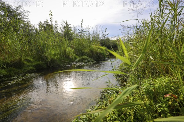 Bottrop-Gladbeck, North Rhine-Westphalia, Germany, Renaturalised Boye, the tributary of the