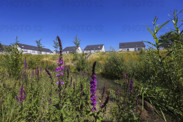 Recklinghausen, North Rhine-Westphalia, Germany, renaturalised Hellbach, renaturalised watercourse,