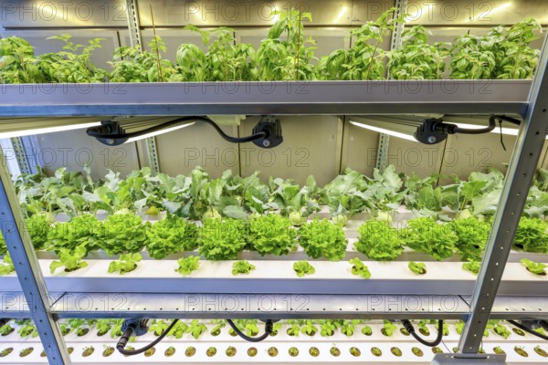 Dinslaken, North Rhine-Westphalia, Germany, Regional vegetable cultivation at the sewage treatment