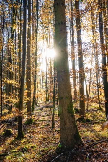 Sunbeams penetrate an autumnal forest and create a peaceful atmosphere, tree planting campaign,