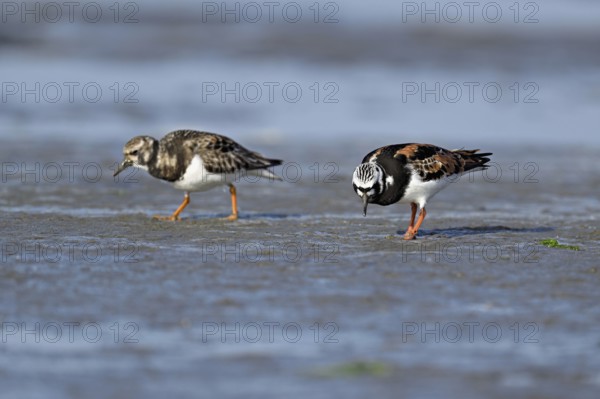 Turnstone (Arenaria interpres), foraging in the mudflats at low tide, Texel, North Holland,