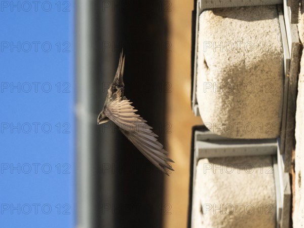 Common swift (Apus apus), adult bird in flight leaving its nest, which is one of a row of