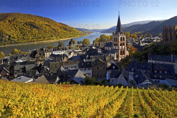 Autumn view of Bacharach on the Rhine with St. Peter's Church, UNESCO World Heritage Upper Middle