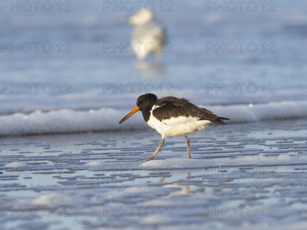 Oystercatcher (Haematopus ostralegus), adult bird in winter plumage, at the edge of the sea at low