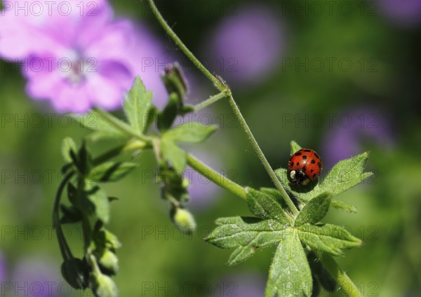 Asian lady beetle (Harmonia axyridis), multicoloured or harlequin ladybird on cranesbill