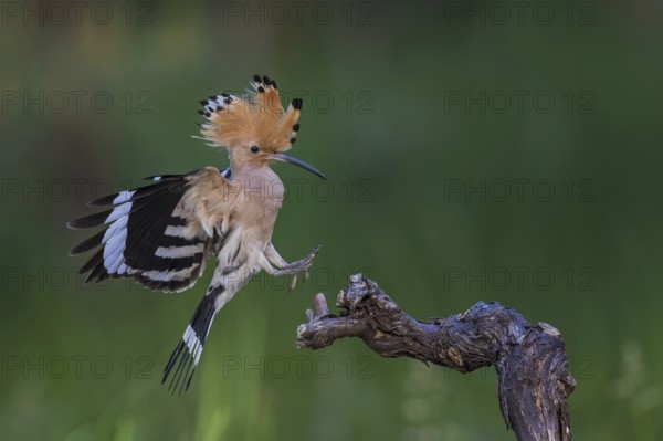 Hoopoe (Upupa epops) adult bird approaching a grapevine, Bird of the Year 2022, raised canopy,