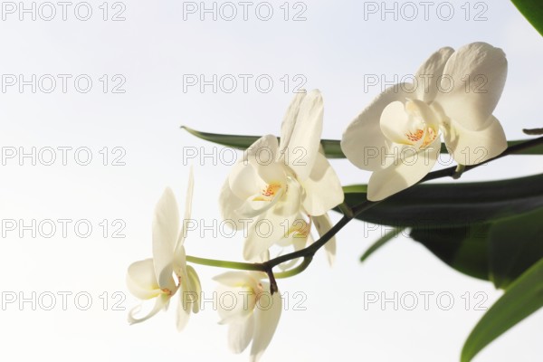 White orchid (Phalaenopsis), flower, North Rhine-Westphalia, Germany, Europe