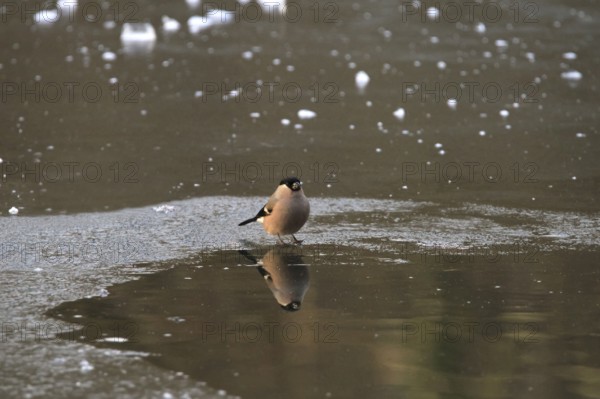 Eurasian bullfinch (Pyrrhula pyrrhula) reflected in the lake, winter, Saxony, Germany, Europe