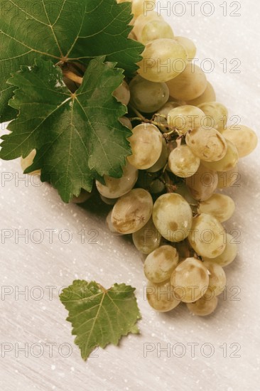 A branch of white grapes with leaves, on the table, top view, close-up, no people