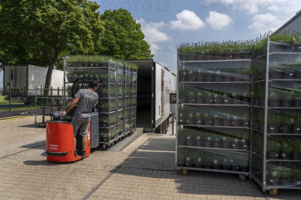 Horticultural company, lavender plants, in flower pots, outdoors, are packed for transport to the