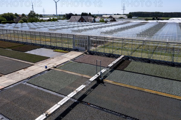 Horticultural business, irrigation with a sprinkler system, mobile on wheels in the open air,