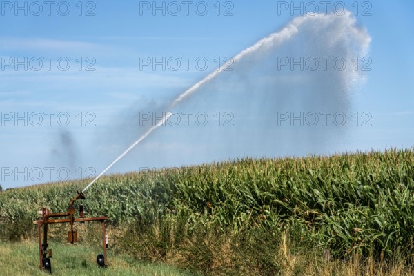 A field is artificially irrigated, water is sprayed onto the field via a sprinkler system, maize