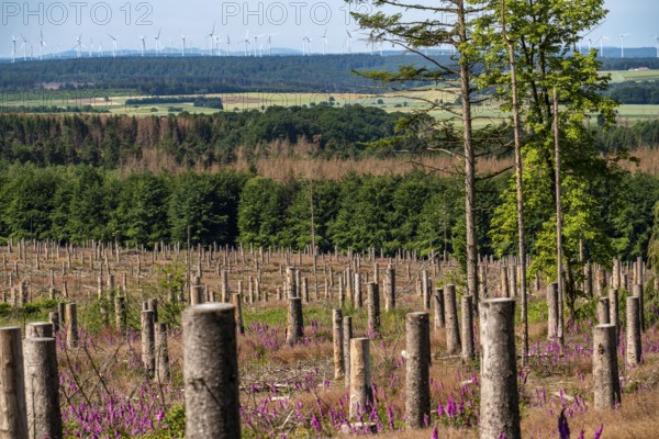 Cleared forest in the Eggegebirge, near Lichtenau, Paderborn district, site of a spruce forest that