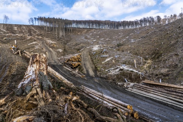 Cleared forest area north of the village of Öventrop, district of Arnsberg, dead spruce stands were