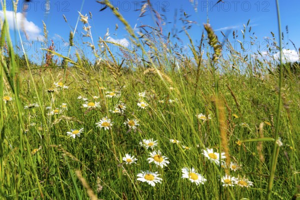 Landscape, pasture with tall grass, daisies, summer in Hochsauerlandkreis, North Rhine-Westphalia.