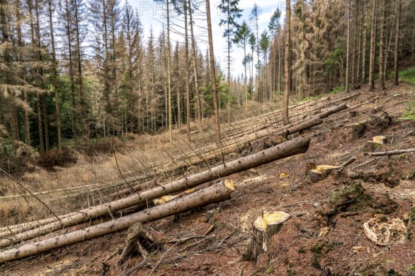 Forest dieback in Arnsberg Forest, northern Sauerland, dead spruce trees, partly cleared forest,