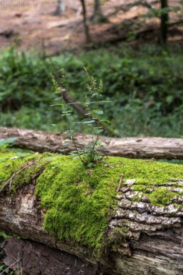 Plants, mosses growing on a dead, fallen tree, spruce, sage-gamander plant, in the Arnsberg Forest,