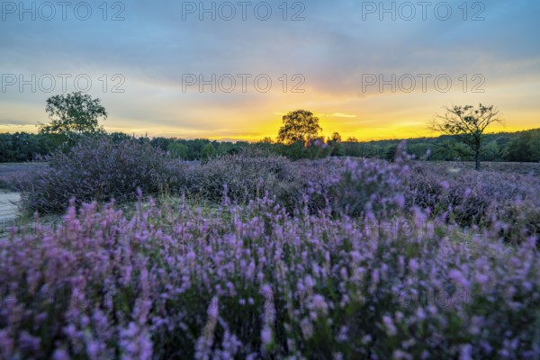 The Westruper Heide, in the Hohe Mark Westmünsterland nature park Park, near Haltern am See,