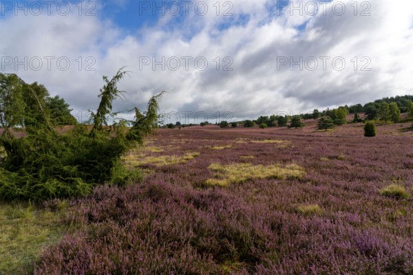 Flowering heath, heather and juniper bushes, near Wilseder Berg, in the Lüneburg Heath nature