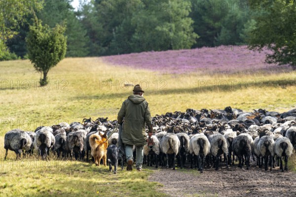 Heidschnucken herd, in the Höpener Heide, Schneverdingen, heather blossom of the broom heather, in