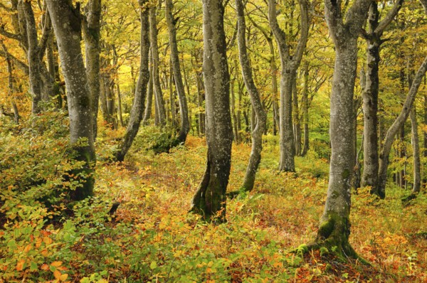 Gnarled beech forest in autumn on the Weissenstein, Swiss Jura in the canton of Solothurn,