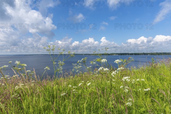 Nature reserve Holnis peninsula on the Flensburg Fjord, nature reserve, view of the Danish shore,