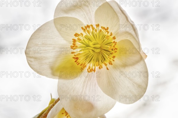 Detailed depiction of a white flower with a yellow centre, conveying a peaceful atmosphere,