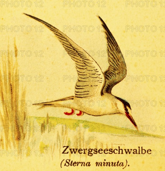 Little tern (Sternula albifrons) in flight, habitat, water, lakeshore, reeds, World of Birds,