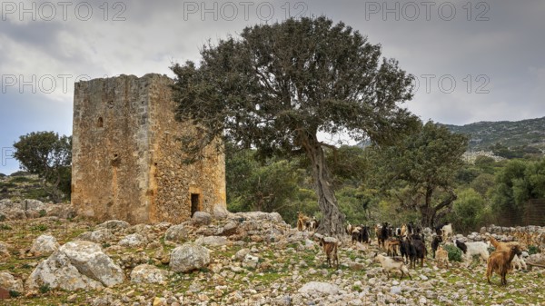 Herd of goats around a ruin on a cloudy day, sheep (e) or goat (n), ovis, caprae, Crete, Greek
