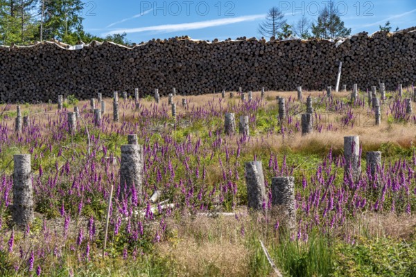 Cleared forest in the Eggegebirge, near Lichtenau, Paderborn district, site of a spruce forest that
