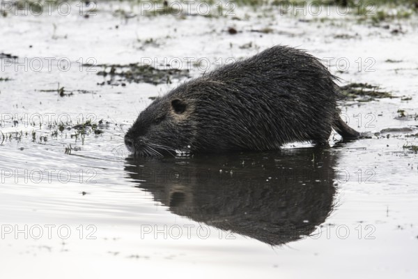 Nutria (Myocastor coypus), Emsland, Lower Saxony, Germany, Europe