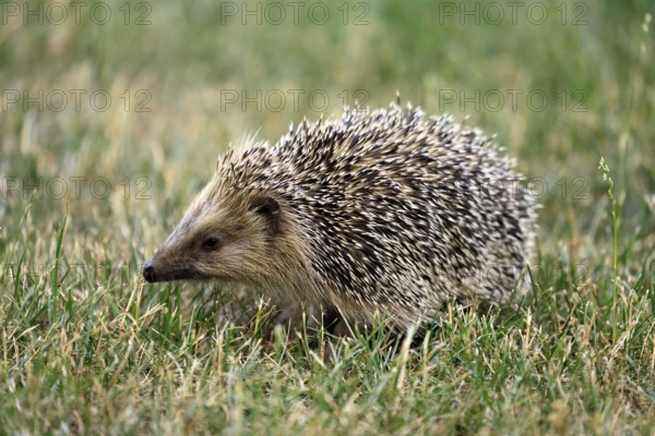 Brown-breasted hedgehog (Erinaceus europaeus), adult, during the day, foraging, meadow, Ellerstadt,