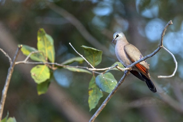 Black-billed wood dove (Turtur abyssinicus), on perch, Tendaba camp / Tendaba photo hid, Kwinella,